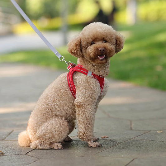 PuppyTrail Harness & Leash - Comfortable Fit for Small Dogs and Cats